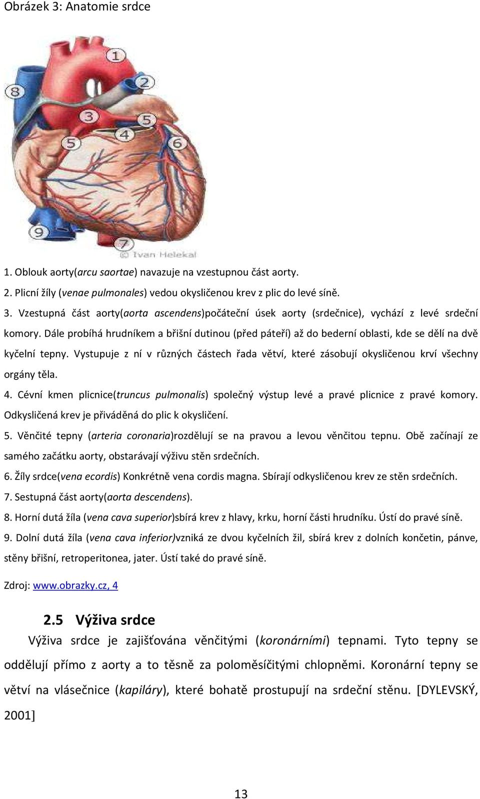 Vystupuje z ní v různých částech řada větví, které zásobují okysličenou krví všechny orgány těla. 4. Cévní kmen plicnice(truncus pulmonalis) společný výstup levé a pravé plicnice z pravé komory.