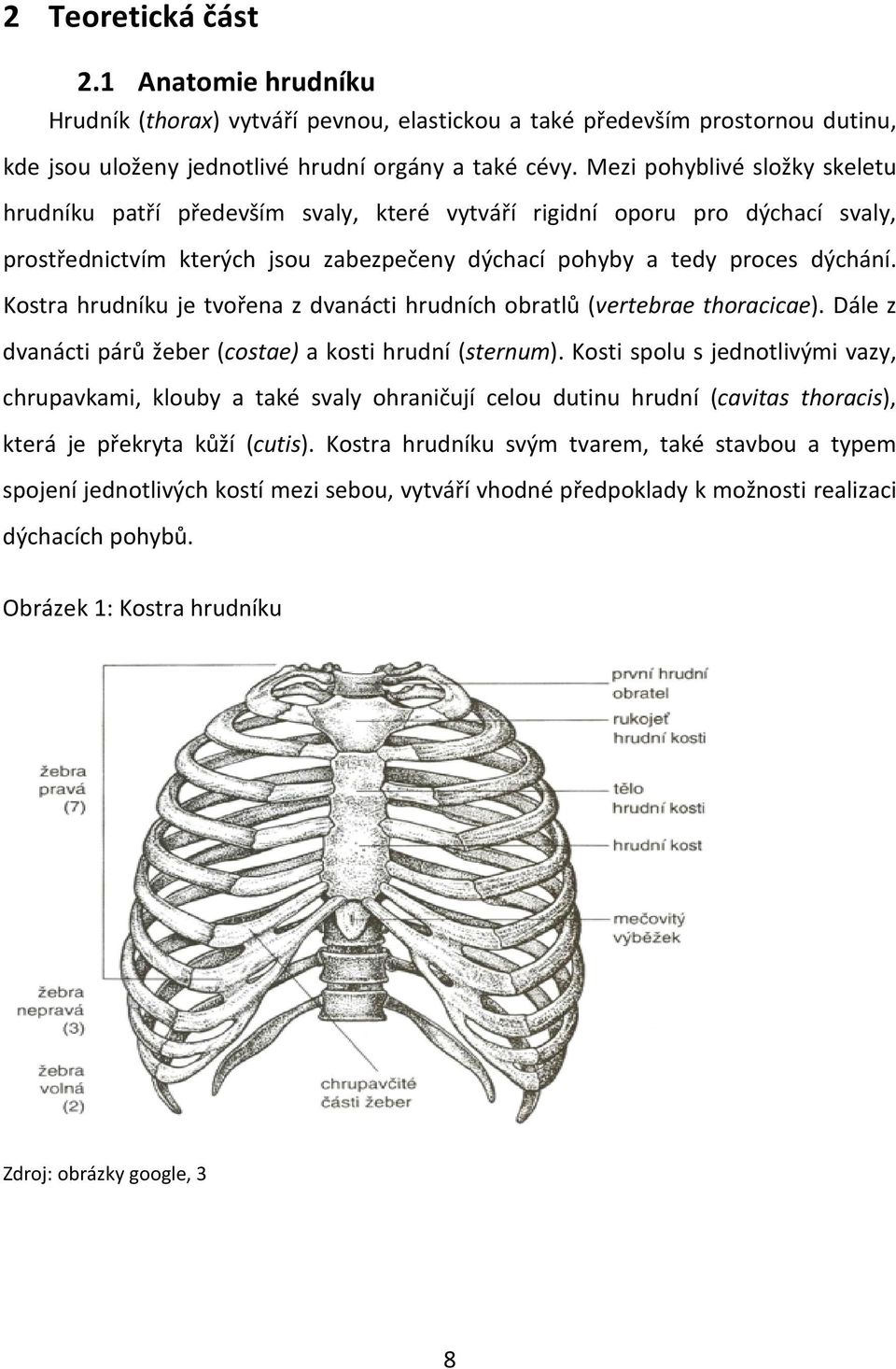 Kostra hrudníku je tvořena z dvanácti hrudních obratlů (vertebrae thoracicae). Dále z dvanácti párů žeber (costae) a kosti hrudní (sternum).