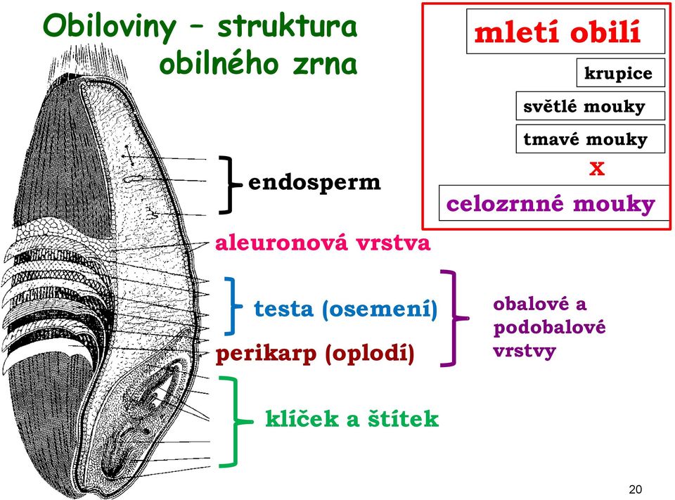 testa (osemení) perikarp (oplodí) tmavé mouky X