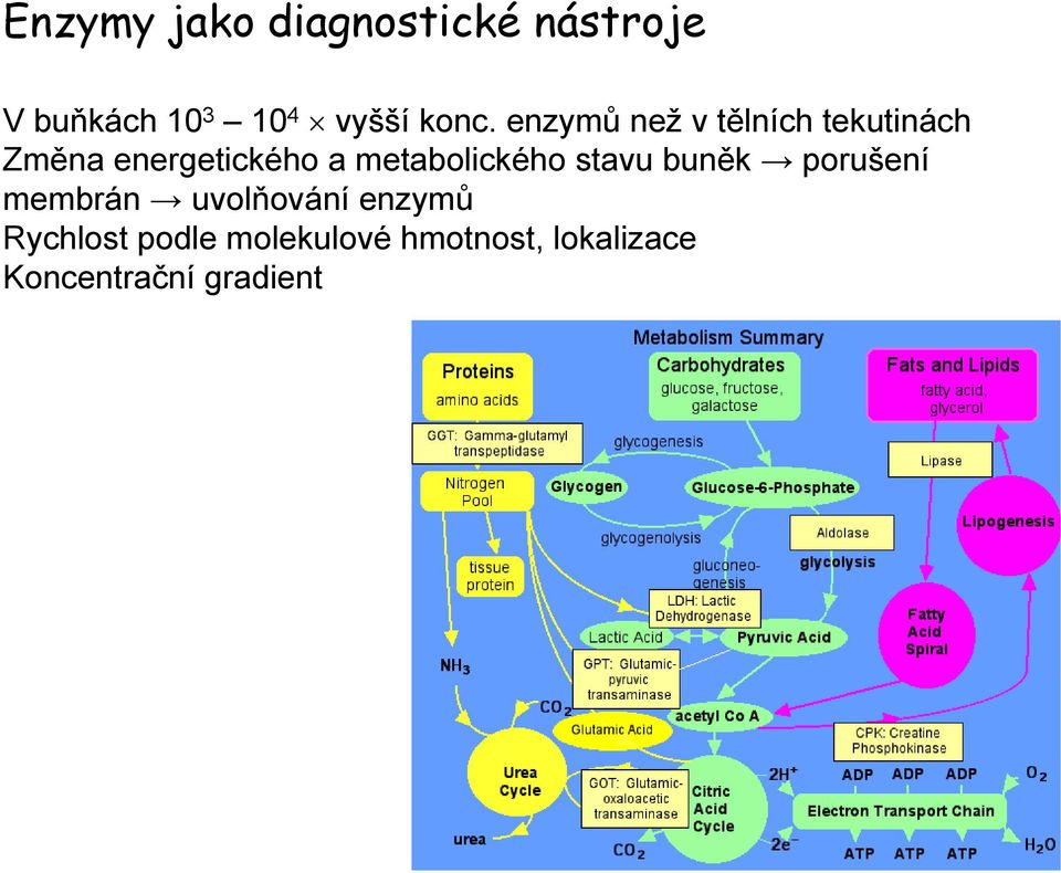 metabolického stavu buněk porušení membrán uvolňování enzymů