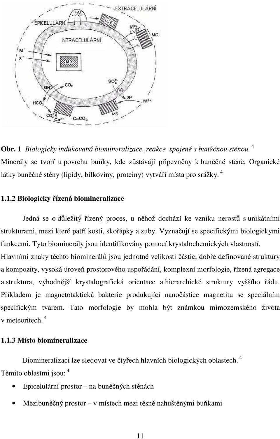 1.2 Biologicky řízená biomineralizace Jedná se o důležitý řízený proces, u něhož dochází ke vzniku nerostů s unikátními strukturami, mezi které patří kosti, skořápky a zuby.