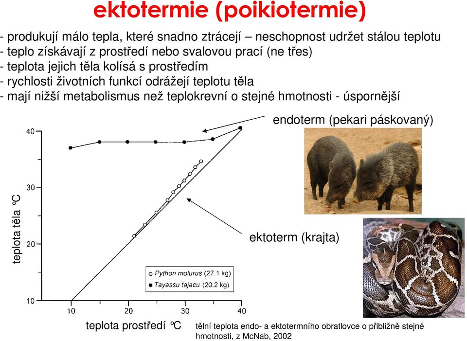 teplotu těla - mají nižší metabolismus než teplokrevní o stejné hmotnosti - úspornější endoterm (pekari páskovaný) teplota