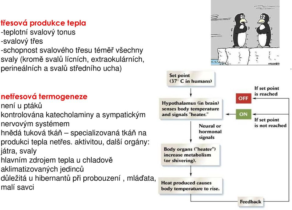 katecholaminy a sympatickým nervovým systémem hnědá tuková tkáň specializovaná tkáň na produkci tepla netřes.