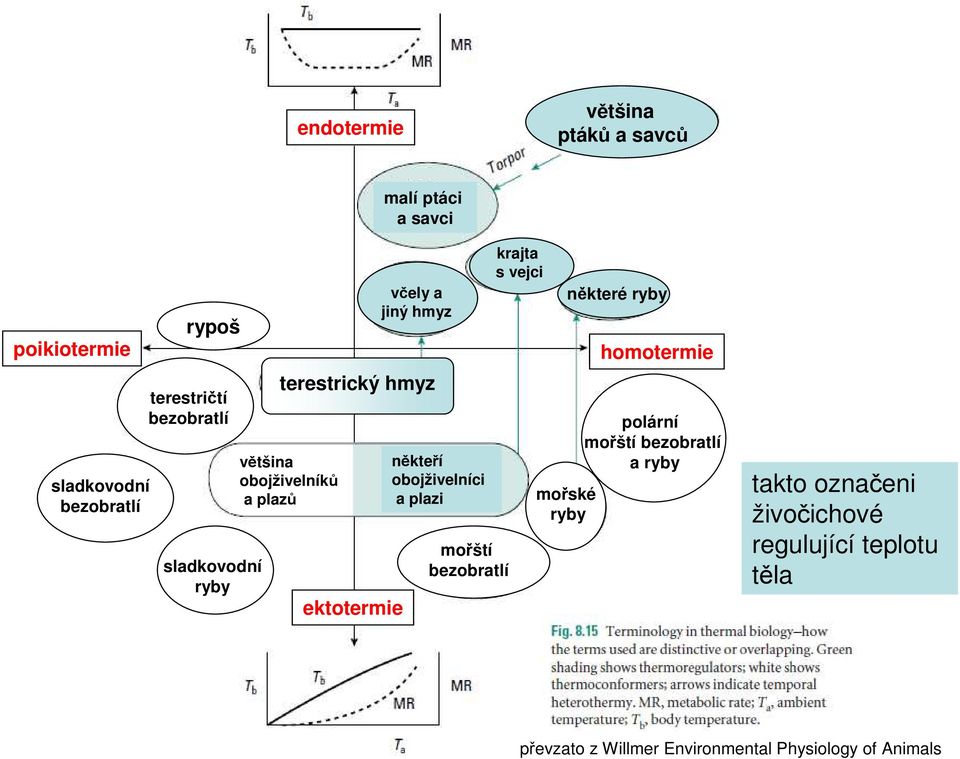 obojživelníci a plazi mořští bezobratlí krajta s vejci mořské ryby některé ryby homotermie polární mořští