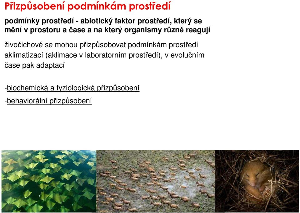 přizpůsobovat podmínkám prostředí aklimatizací (aklimace v laboratorním prostředí), v