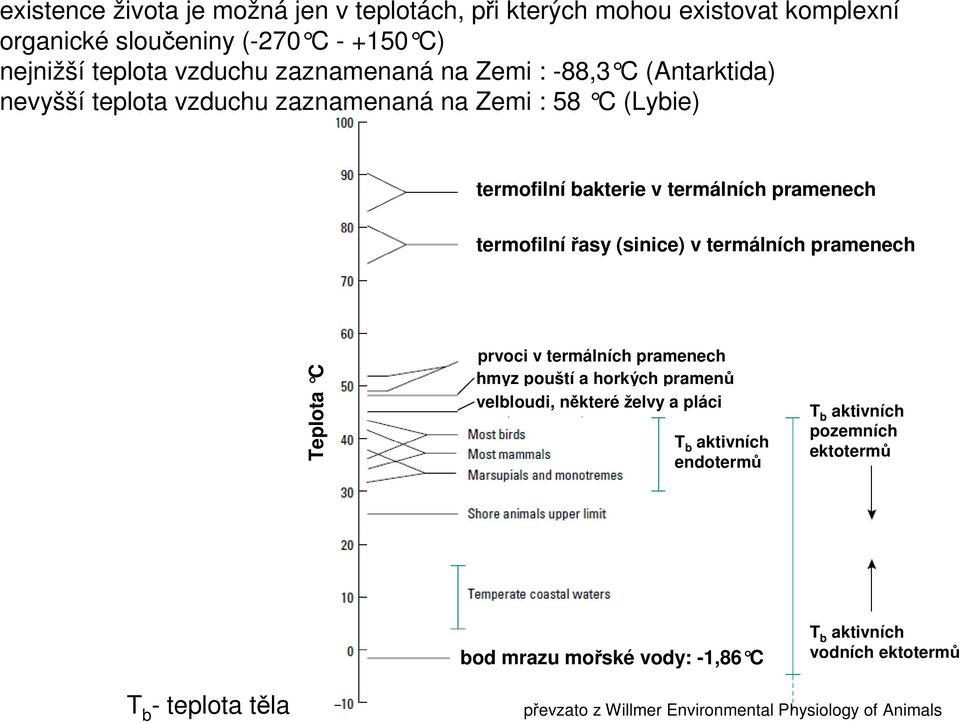 v termálních pramenech Teplota C prvoci v termálních pramenech hmyz pouští a horkých pramenů velbloudi, některé želvy a pláci T b aktivních endotermů T b