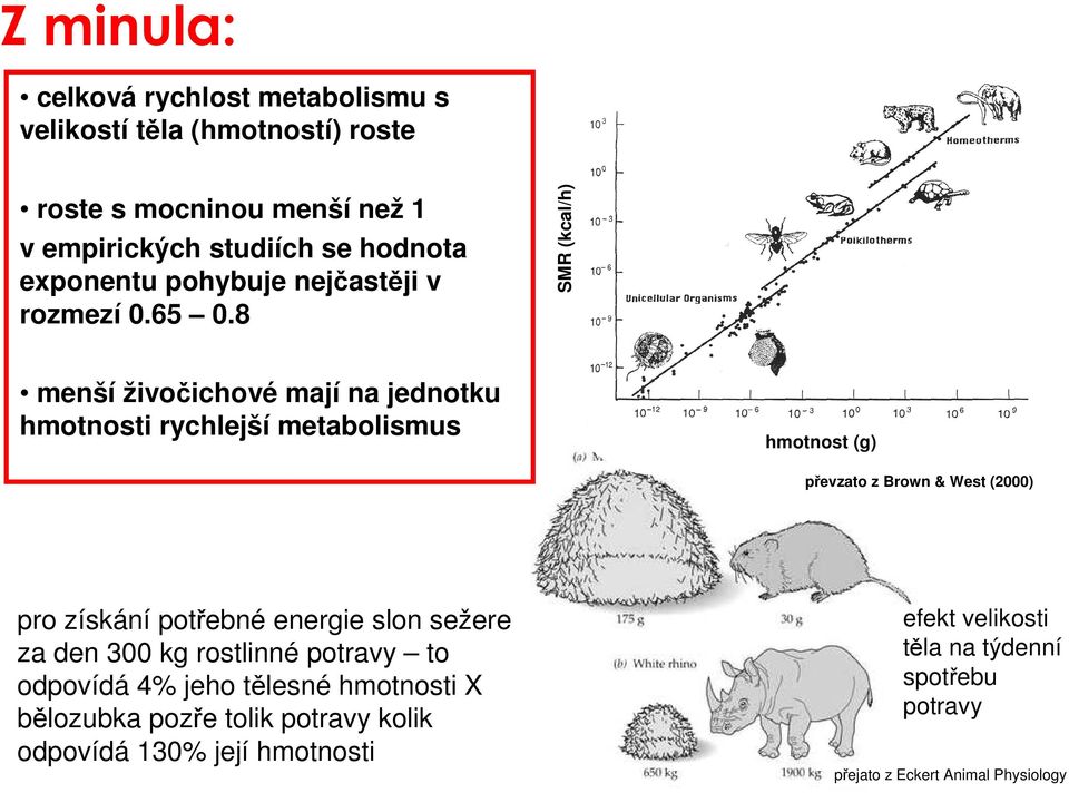 8 SMR (kcal/h) menší živočichové mají na jednotku hmotnosti rychlejší metabolismus hmotnost (g) převzato z Brown & West (2000) pro získání