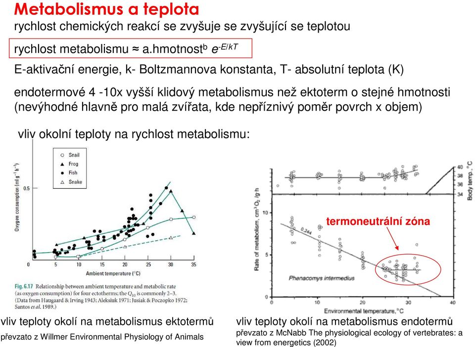 hmotnosti (nevýhodné hlavně pro malá zvířata, kde nepříznivý poměr povrch x objem) vliv okolní teploty na rychlost metabolismu: termoneutrální zóna vliv teploty