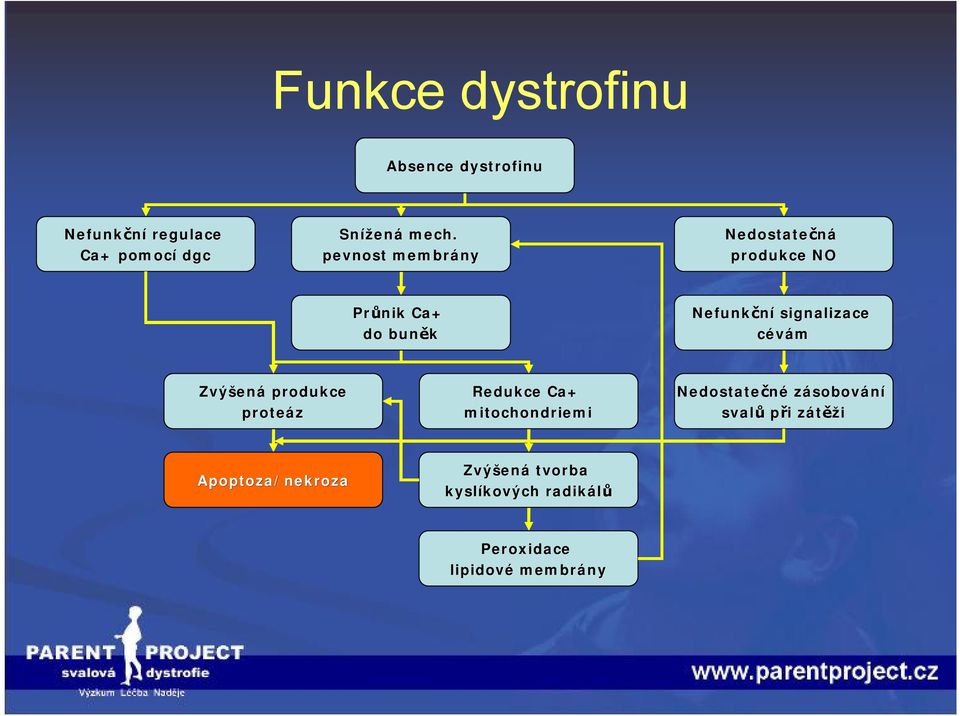 cévám Zvýšená produkce proteáz Redukce Ca+ mitochondriemi Nedostatečné zásobování svalů