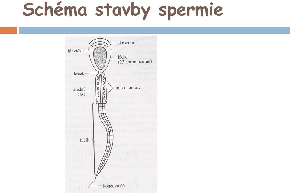 spermie