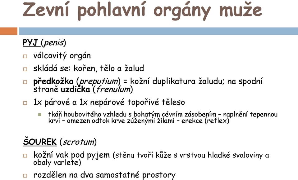 vzhledu s bohatým cévním zásobením naplnění tepennou krví omezen odtok krve zúženými žilami erekce (reflex) ŠOUREK