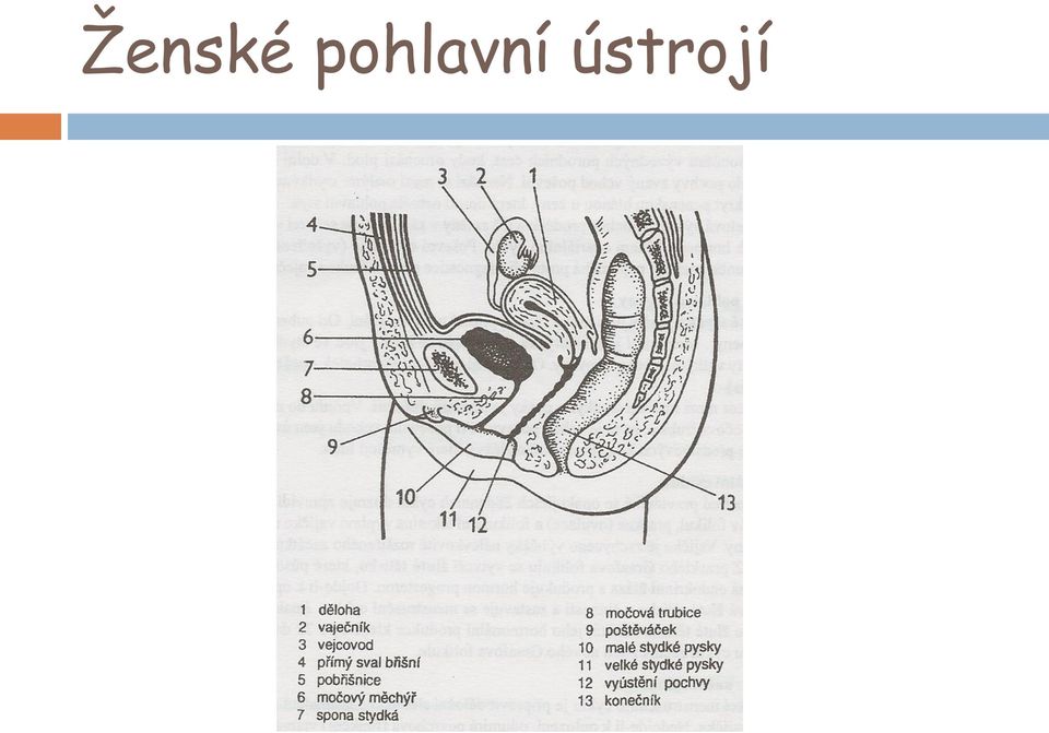 ústrojí