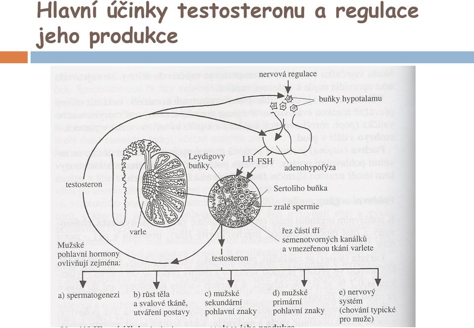 testosteronu