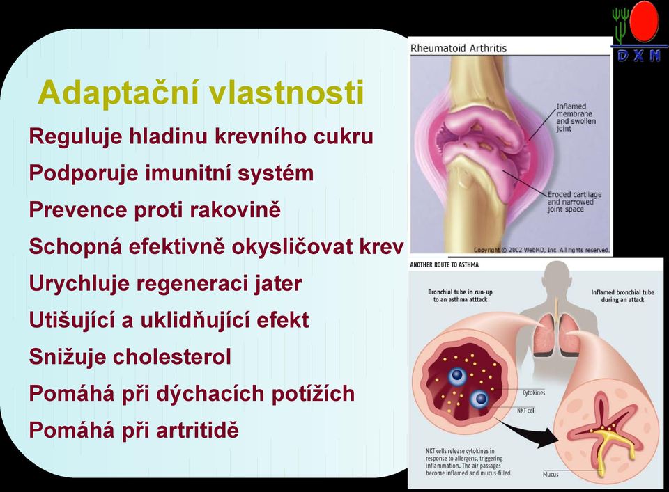 regeneraci jater Klepnutím lze upravit styl předlohy podnadpisů.