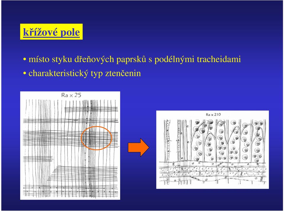 podélnými tracheidami