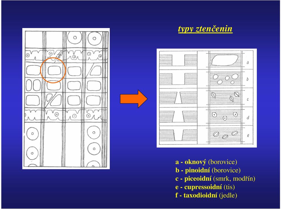 (borovice) c - piceoidní (smrk,