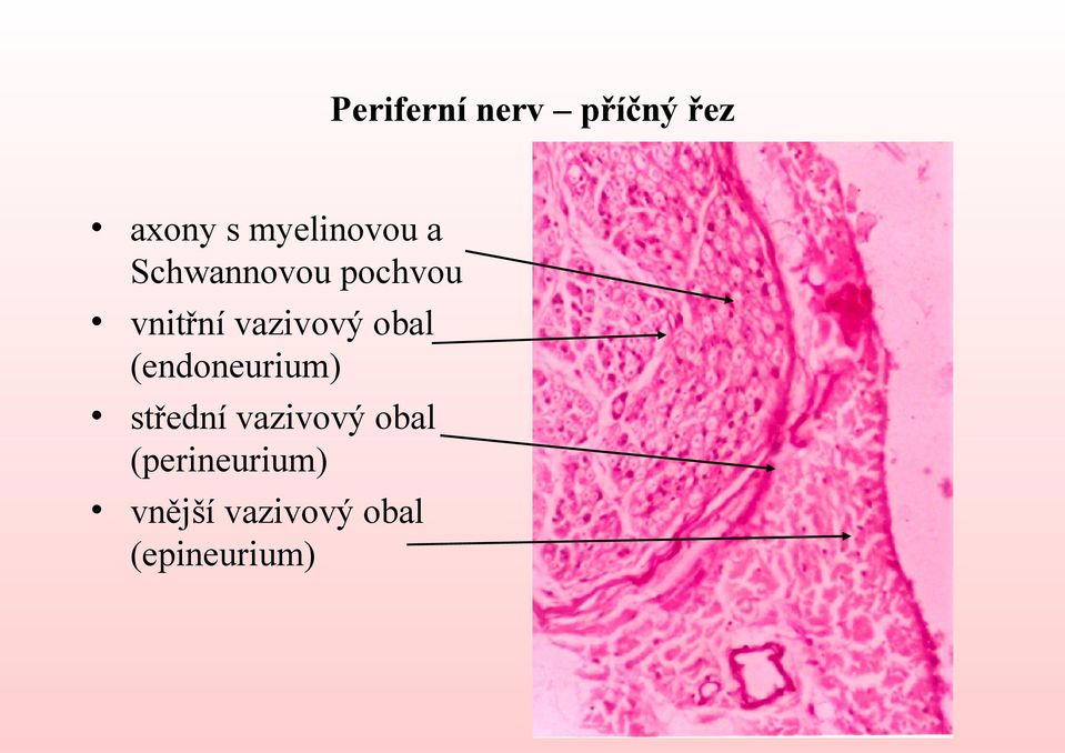 vazivový obal (endoneurium) střední