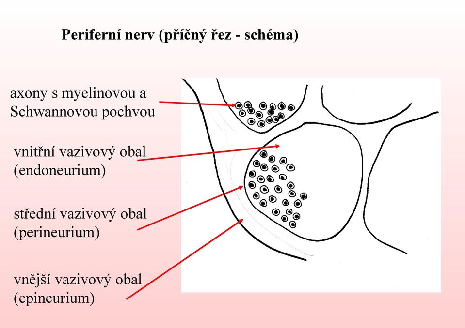 vazivový obal (endoneurium) střední vazivový