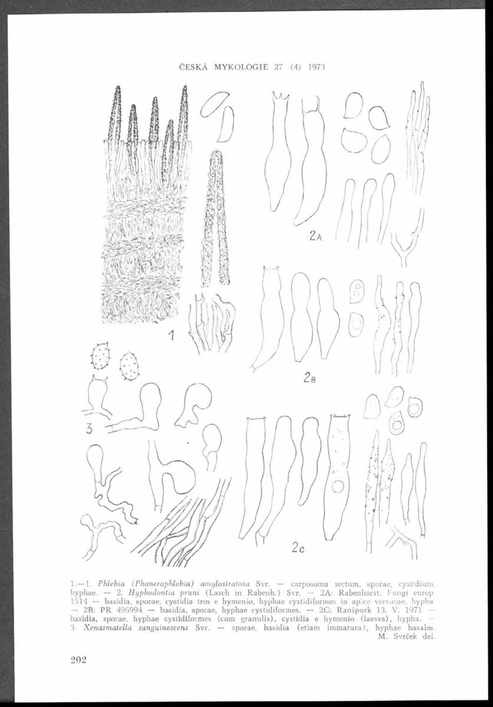 2C : Ranšpurk 13. V. 1971 - basidia, sporae, hyphae cystidiformes (cum granu lis), cystidia e hymenio (laeves), hypha. 3.