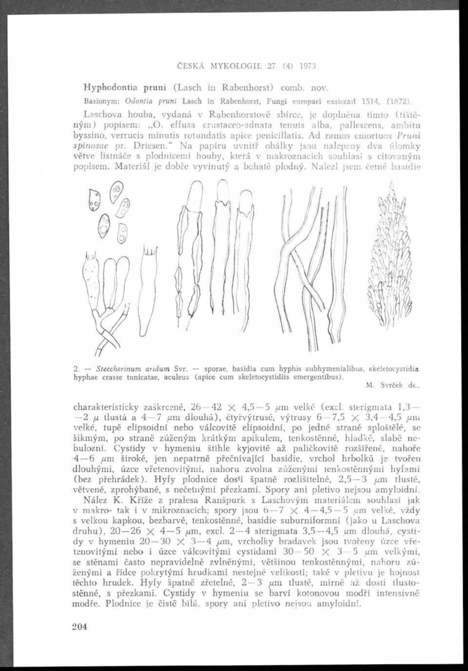 effusa crustaceo-adnata tenuis alba, pallescens, ambitu byssino, verrucis minutis rotundatis apice penicillatis. Ad ramos emortuos Pruni B sp in osae pr. D riesen.
