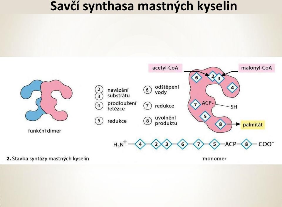 mastných