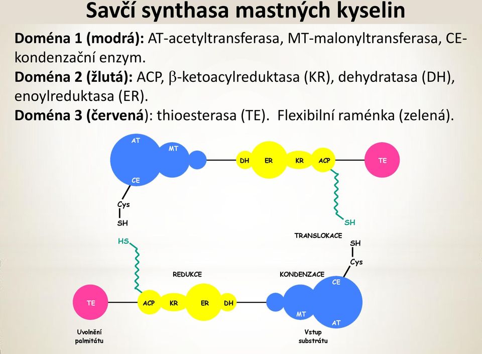 Doména 2 (žlutá): AP, b-ketoacylreduktasa (KR), dehydratasa (DH), enoylreduktasa (ER).