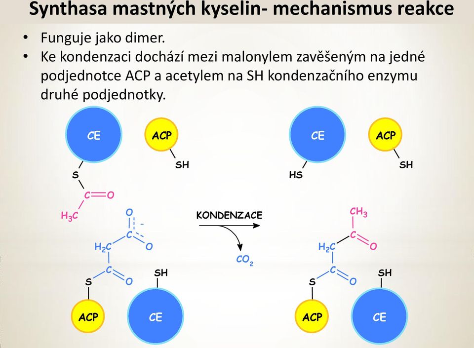 podjednotce AP a acetylem na SH kondenzačního enzymu druhé