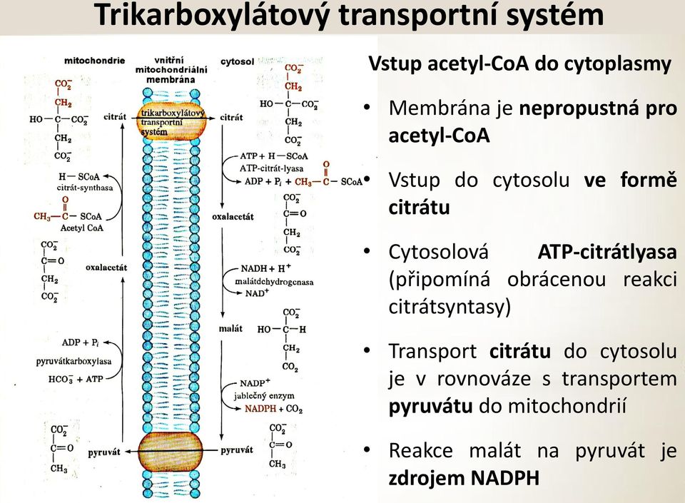 ATP-citrátlyasa (připomíná obrácenou reakci citrátsyntasy) Transport citrátu do