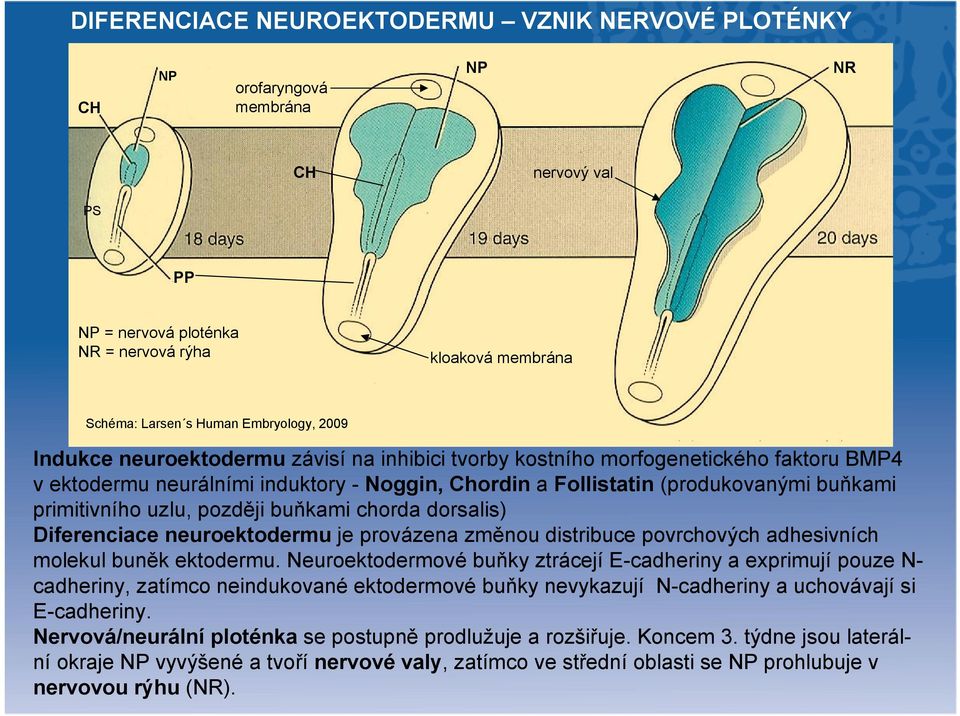 později buňkami chorda dorsalis) Diferenciace neuroektodermu je provázena změnou distribuce povrchových adhesivních molekul buněk ektodermu.