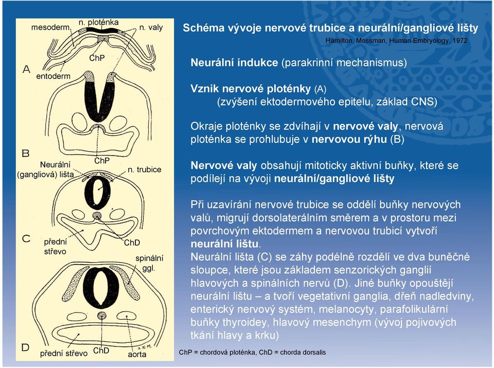 ektodermového epitelu, základ CNS) Okraje ploténky se zdvíhají v nervové valy, nervová ploténka se prohlubuje v nervovou rýhu (B) Neurální (gangliová) lišta ChP n.