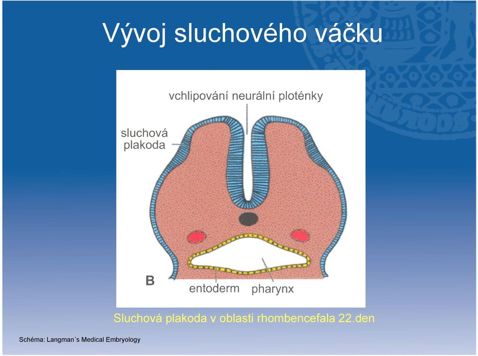 Embryology Sluchová