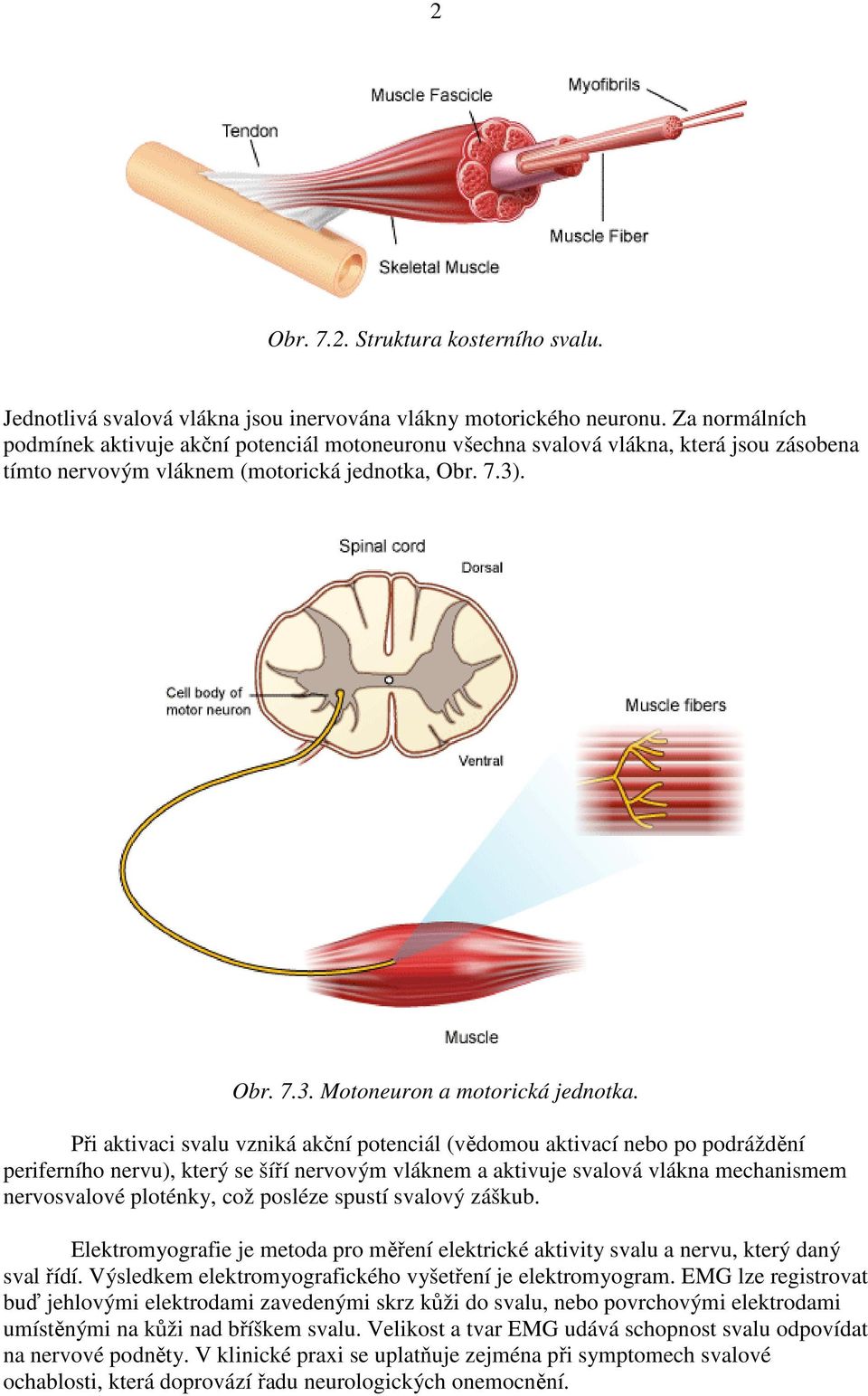 Při aktivaci svalu vzniká akční potenciál (vědomou aktivací nebo po podráždění periferního nervu), který se šíří nervovým vláknem a aktivuje svalová vlákna mechanismem nervosvalové ploténky, což