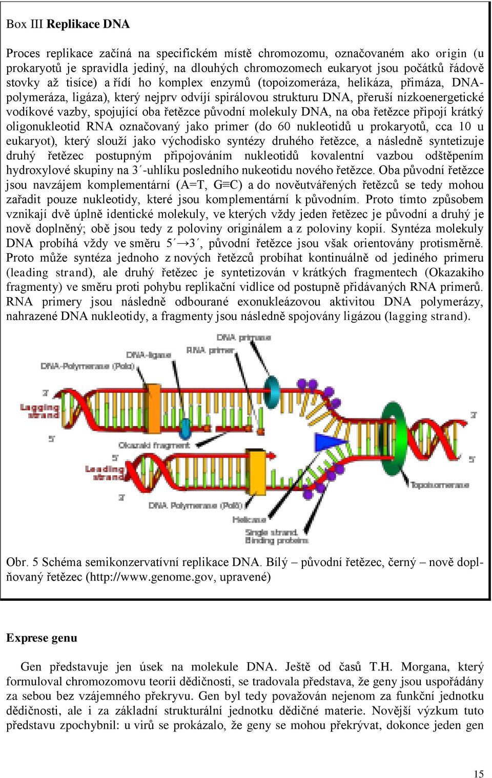 řetězce původní molekuly DNA, na oba řetězce připojí krátký oligonukleotid RNA označovaný jako primer (do 60 nukleotidů u prokaryotů, cca 10 u eukaryot), který slouží jako východisko syntézy druhého