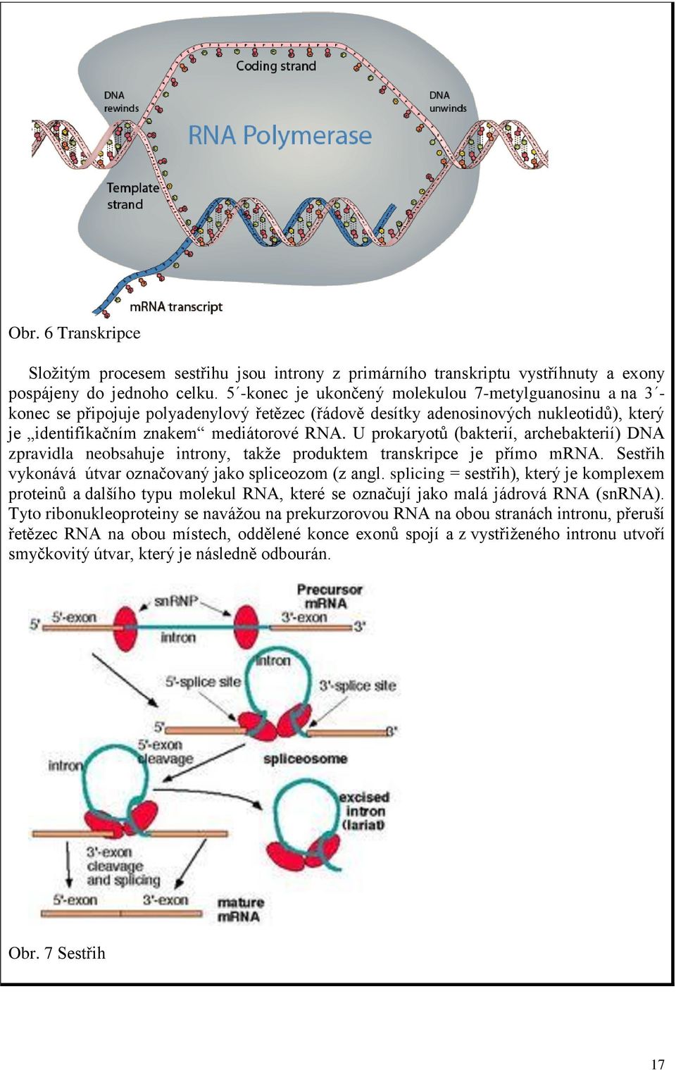 U prokaryotů (bakterií, archebakterií) DNA zpravidla neobsahuje introny, takže produktem transkripce je přímo mrna. Sestřih vykonává útvar označovaný jako spliceozom (z angl.