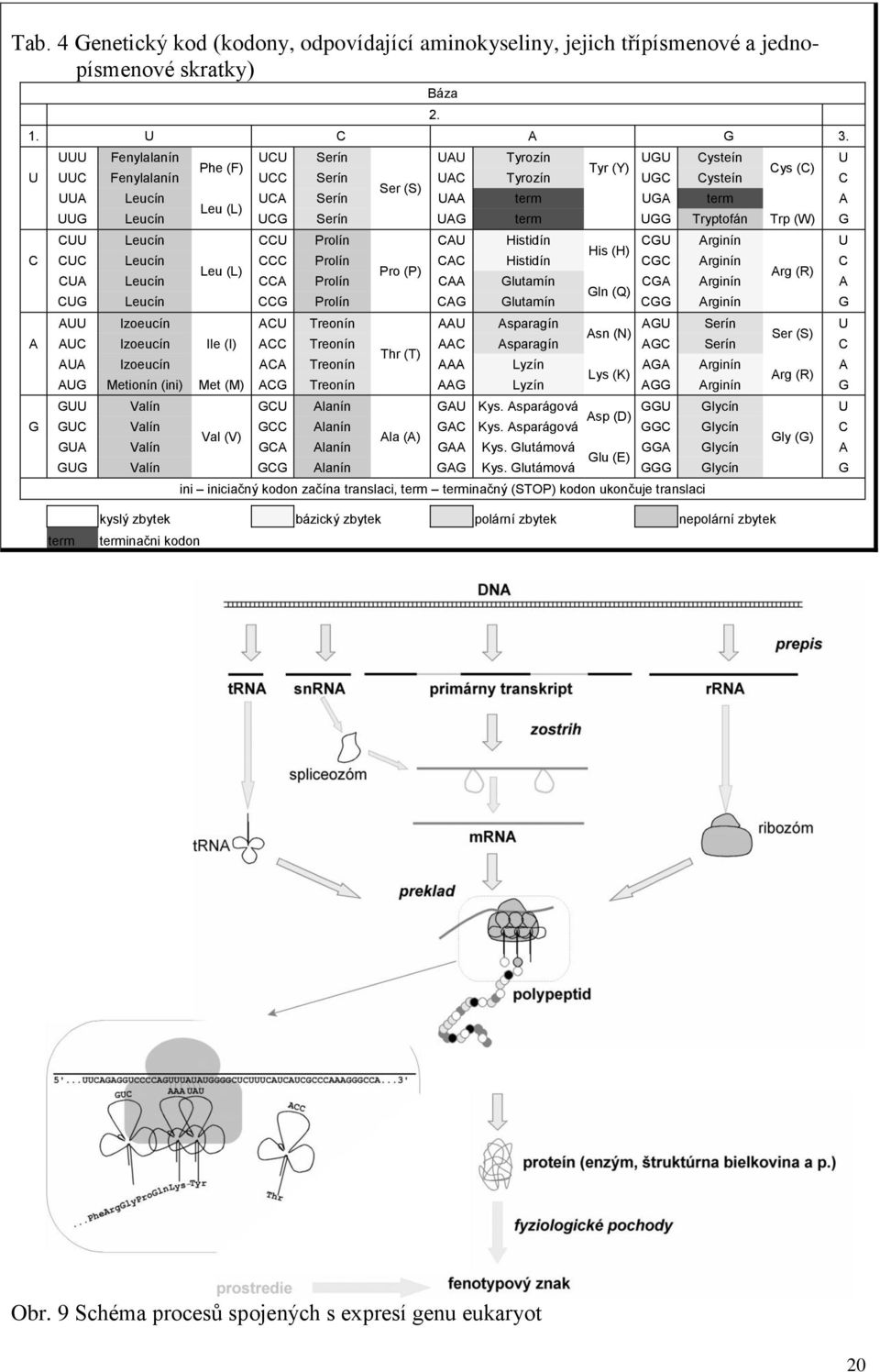 UCG Serín UAG term UGG Tryptofán Trp (W) G CUU Leucín CCU Prolín CAU Histidín CGU Arginín U His (H) C CUC Leucín CCC Prolín CAC Histidín CGC Arginín C Leu (L) Pro (P) Arg (R) CUA Leucín CCA Prolín