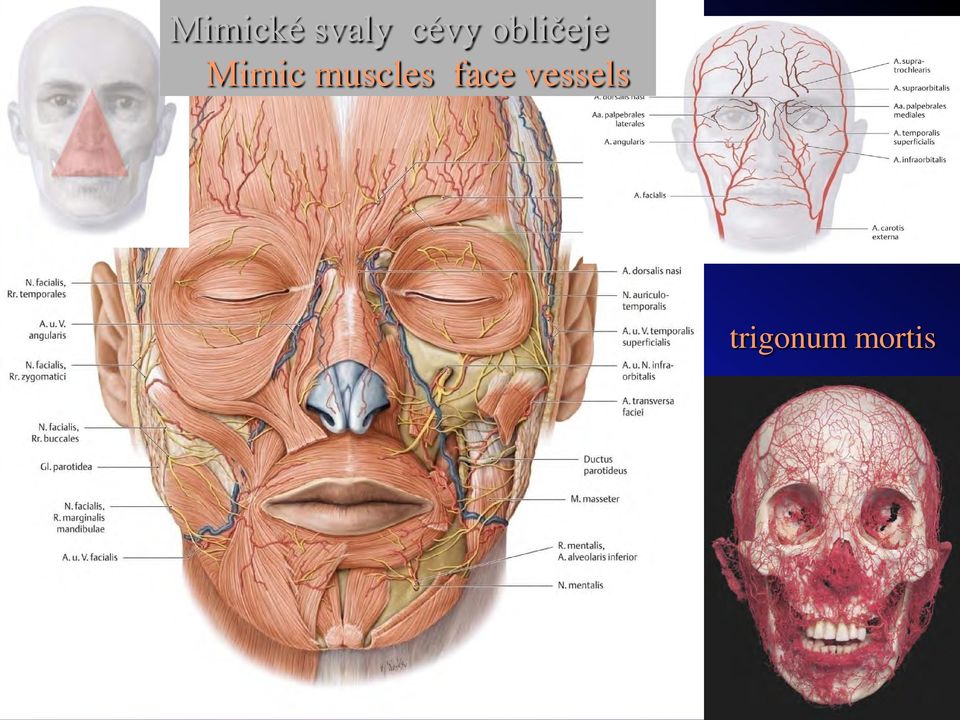 Mimic muscles