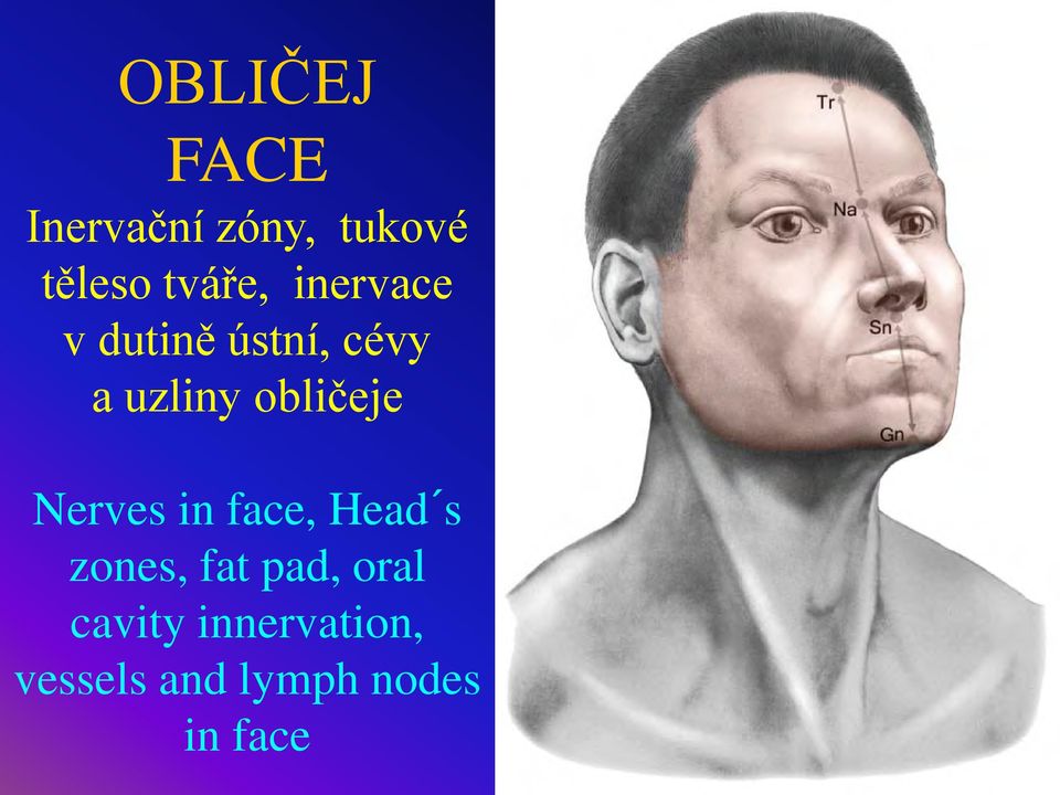 obličeje Nerves in face, Head s zones, fat pad,