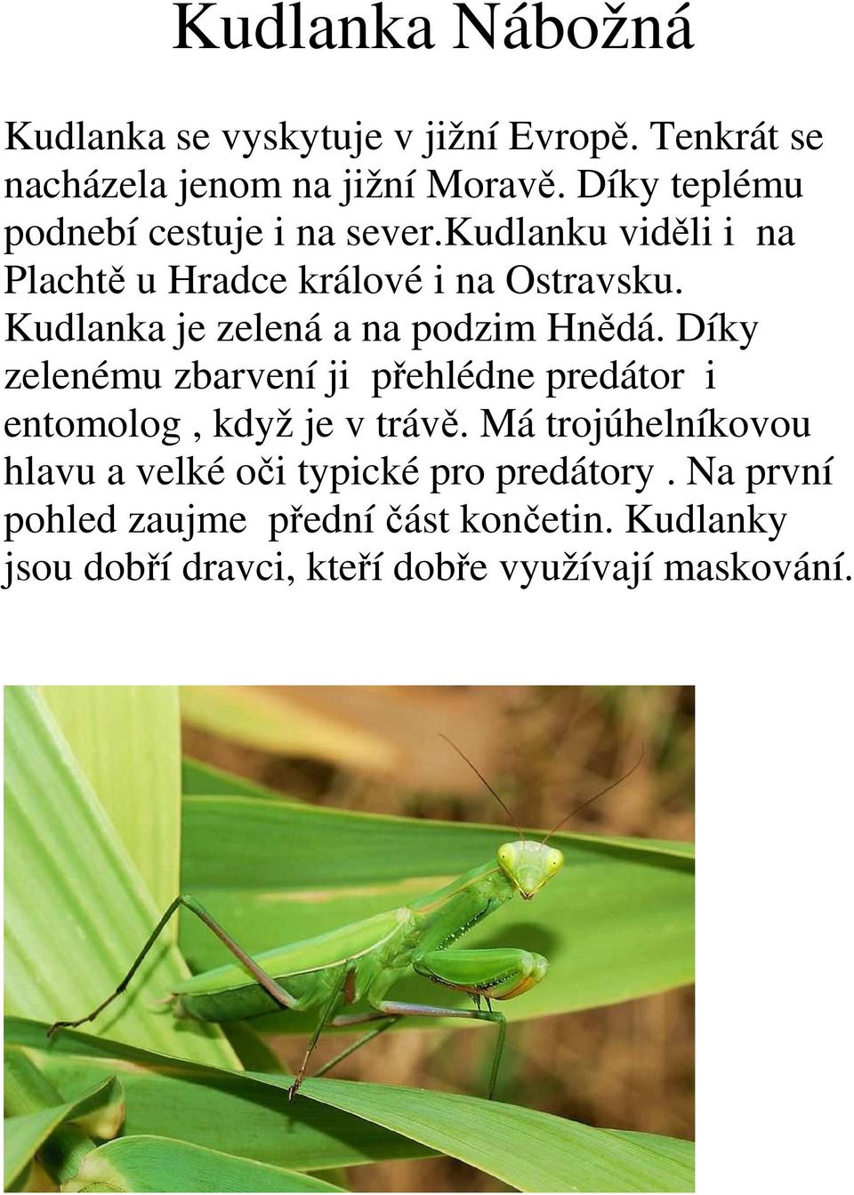 Kudlanka je zelená a na podzim Hnědá. Díky zelenému zbarvení ji přehlédne predátor i entomolog, když je v trávě.