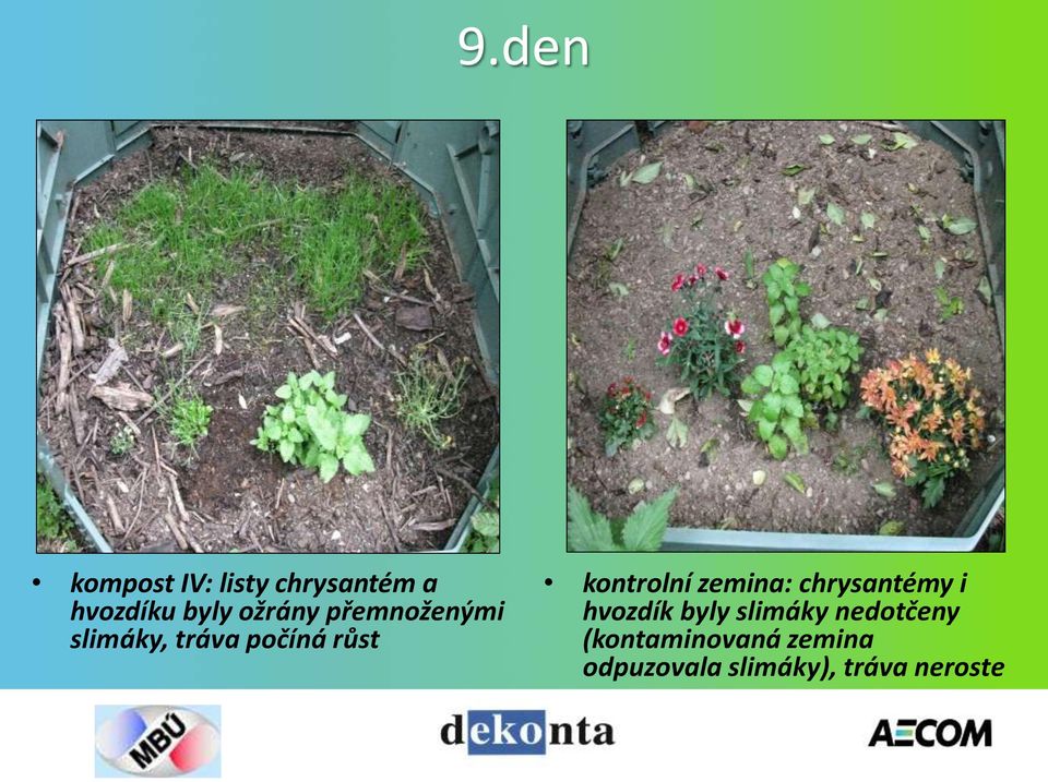 kontrolní zemina: chrysantémy i hvozdík byly slimáky