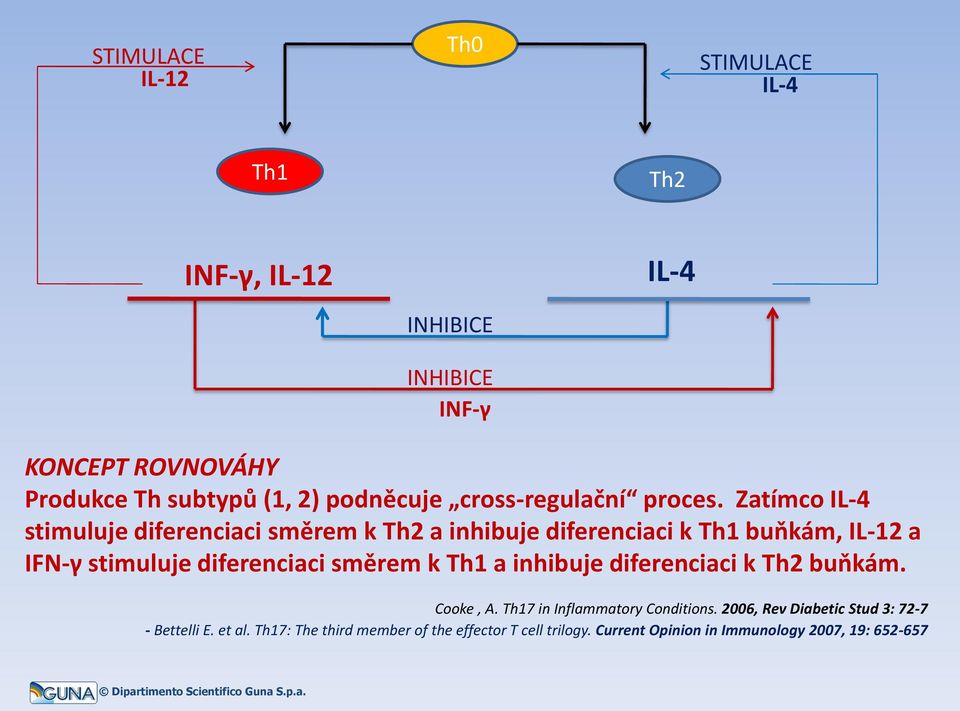 Zatímco IL-4 stimuluje diferenciaci směrem k Th2 a inhibuje diferenciaci k Th1 buňkám, IL-12 a IFN-γ stimuluje diferenciaci směrem k