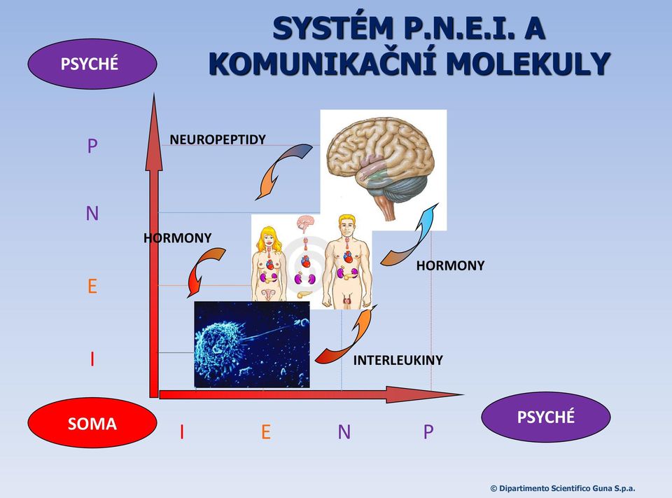 NEUROPEPTIDY N HORMONY E