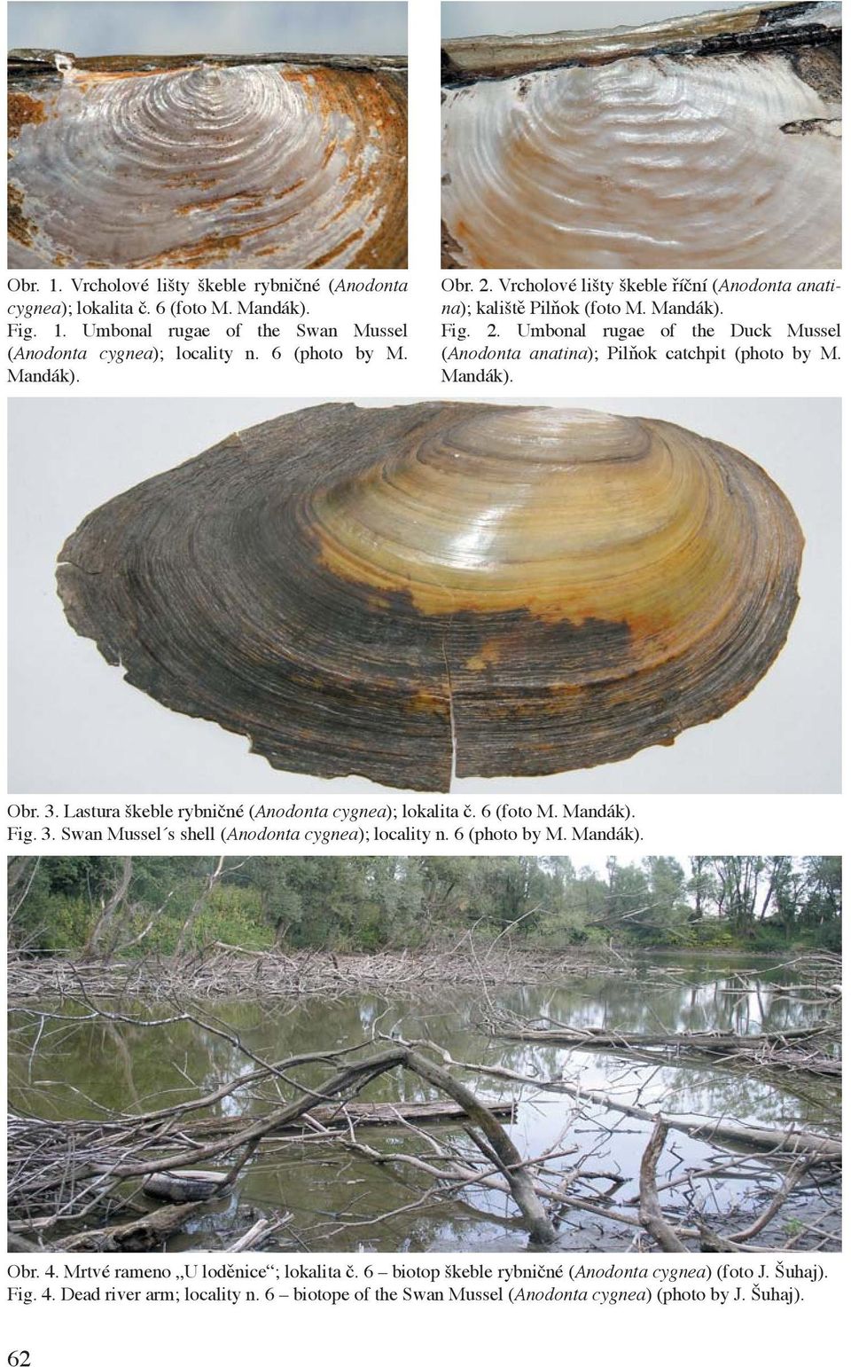 3. Lastura škeble rybničné (Anodonta cygnea); lokalita č. 6 (foto M. Mandák). Fig. 3. Swan Mussel s shell (Anodonta cygnea); locality n. 6 (photo by M. Mandák). Obr. 4.