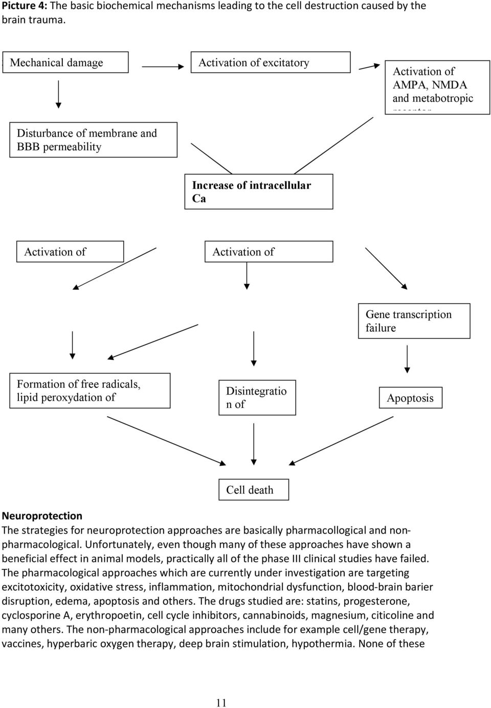 Gene transcription failure Formation of free radicals, lipid peroxydation of membranes Disintegratio n of cytoskeleton Apoptosis Cell death Neuroprotection The strategies for neuroprotection