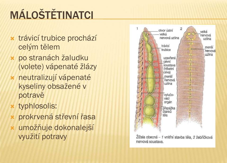 vápenaté kyseliny obsažené v potravě typhlosolis: