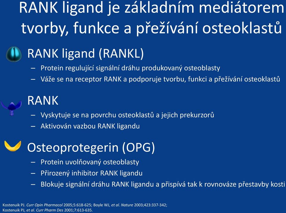 RANK ligandu Osteoprotegerin (OPG) Protein uvolňovaný osteoblasty Přirozený inhibitor RANK ligandu Blokuje signální dráhu RANK ligandu a přispívá tak k