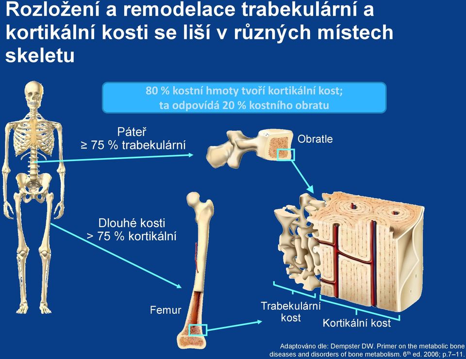 Obratle Dlouhé kosti > 75 % kortikální Femur Trabekulární kost Kortikální kost Adaptováno dle: