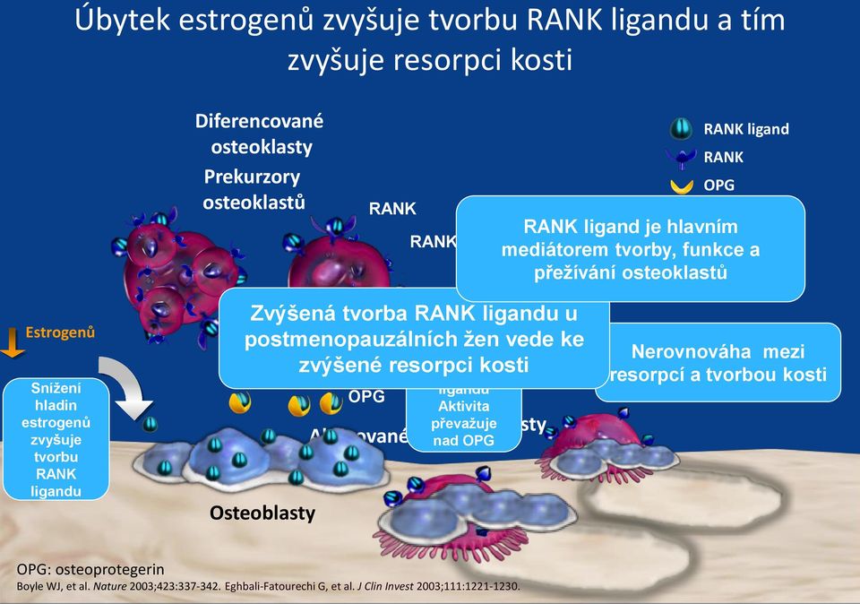 postmenopauzálních žen vede ke zvýšené resorpci kosti RANK ligand Osteoblasty OPG Nadbytek RANK ligandu Aktivita převažuje Osteoblasty Aktivované osteoklasty nad