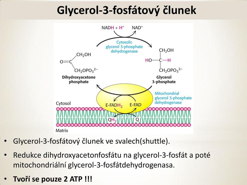 Redukce dihydroxyacetonfosfátu na glycerol-3-fosfát