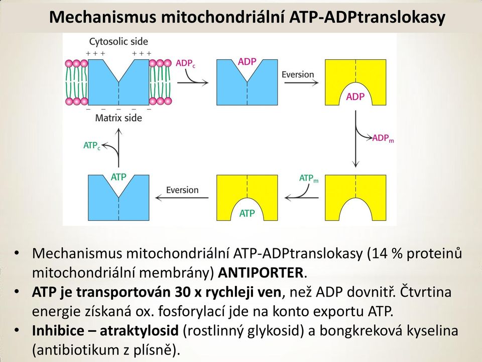 ATP je transportován 30 x rychleji ven, než ADP dovnitř. Čtvrtina energie získaná ox.