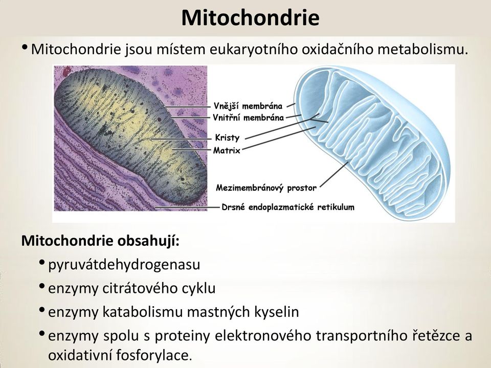 retikulum Mitochondrie obsahují: pyruvátdehydrogenasu enzymy citrátového cyklu enzymy